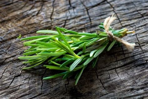 هل اليانسون يعالج تكيس المبايض هل اليانسون يعالج تكيس المبايض