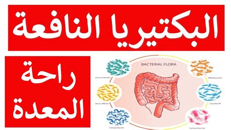 البكتيريا النافعة كم مرة في اليوم البكتيريا النافعة كم مرة في اليوم