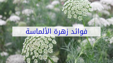 عشبة الالماسة 