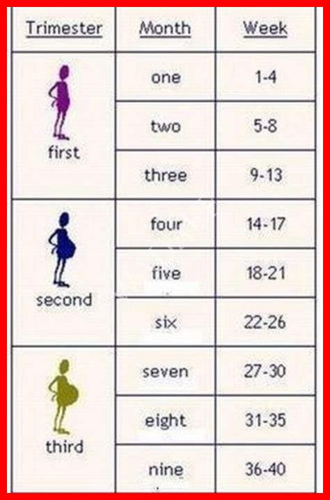 9 أسابيع من الحمل كم شهر 9 أسابيع من الحمل كم شهر