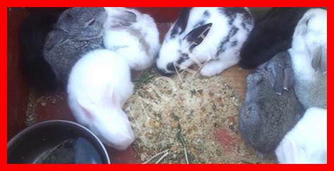 تحصينات الأرانب في الصيف تحصينات الأرانب في الصيف