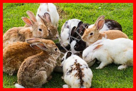 تربية الأرانب في الصيف تربية الأرانب في الصيف