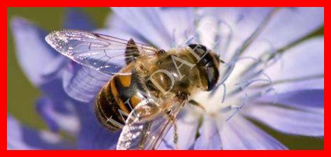 تغذية النحل في الصيف تغذية النحل في الصيف