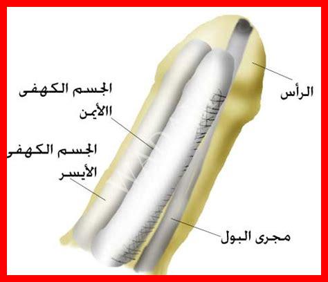 حبه في ذكر الرجل حبه في ذكر الرجل