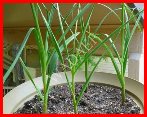 زراعة الثوم في الصيف زراعة الثوم في الصيف