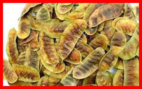 عشبة الحباسة في ليبيا عشبة الحباسة في ليبيا