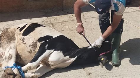 هل يجوز ذبح بقرة في عيد الاضحى هل يجوز ذبح بقرة في عيد الاضحى
