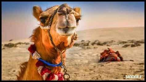 أفضل الأنشطة للاستمتاع بالطبيعة الصحراوية