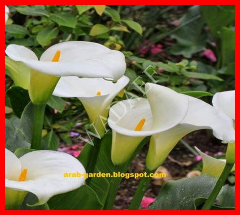 أنواع زهرة الزنبق