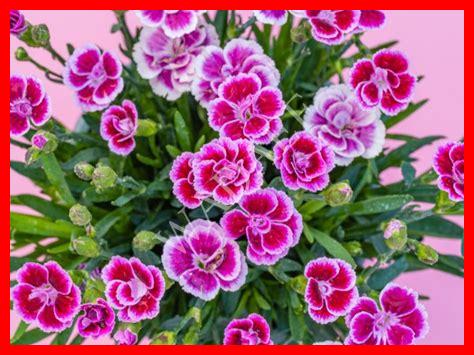 أنواع زهرة القرنفل أنواع زهرة القرنفل