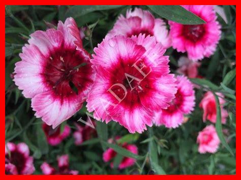 أنواع زهرة القرنفل أنواع زهرة القرنفل