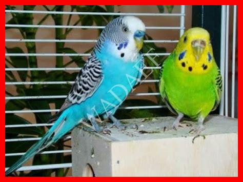 أنواع طيور الحب أنواع طيور الحب