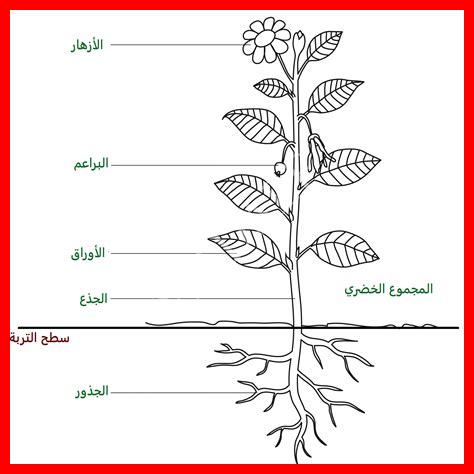 أنواع نبات الشوك