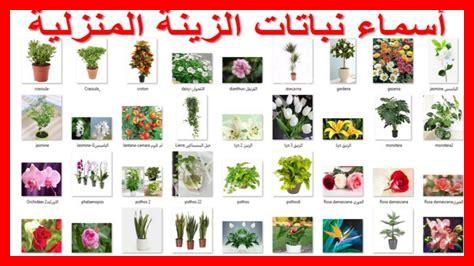 أنواع نباتات السياج بالصور