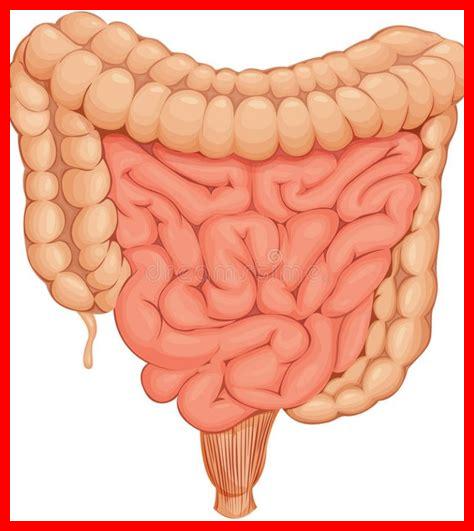 أهمية الأمعاء في الهضم أهمية الأمعاء في الهضم