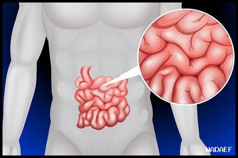 أهمية الأمعاء في الهضم أهمية الأمعاء في الهضم
