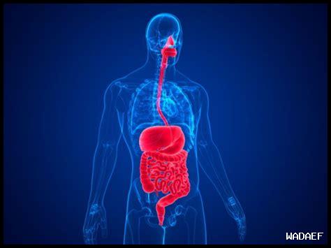 أهمية الجهاز الهضمي في الصحة العامة