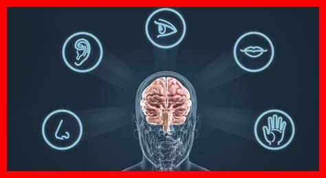 الأعضاء الحسية: كيف نرى، نسمع، ونشعر بالعالم من حولنا الأعضاء الحسية: كيف نرى، نسمع، ونشعر بالعالم من حولنا