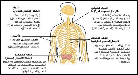 الجهاز العصبي المركزي: كيفية التحكم في الجسم