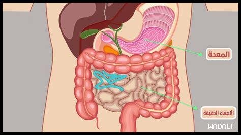 الجهاز الهضمي: عملية الهضم وامتصاص الغذاء