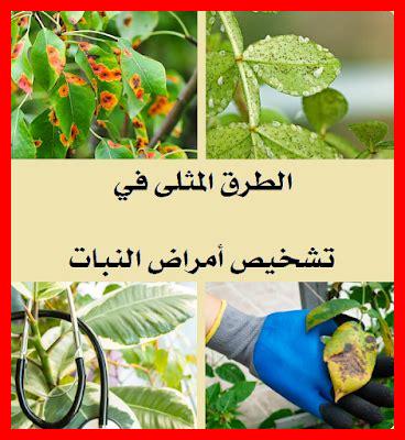 الطرق المثلى لتعزيز الطاقة في النظام النباتي الطرق المثلى لتعزيز الطاقة في النظام النباتي