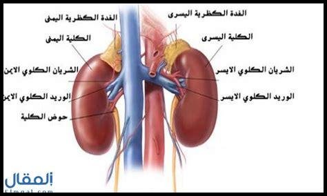 الغدة الكظرية: وظائفها وأهميتها