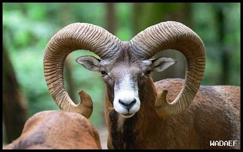 برج الحمل مواصفات برج الحمل مواصفات