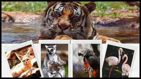 ثمن الدخول لحديقة الحيوانات بالرباط