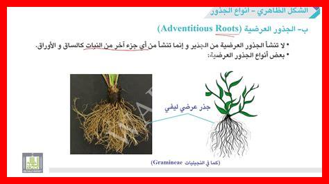 حدد أنواع الجذور من خلال الصور التي أمامك حدد أنواع الجذور من خلال الصور التي أمامك