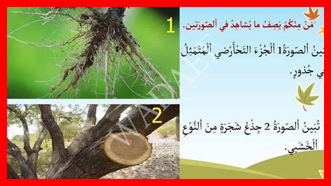 حدد أنواع الجذور من خلال الصور التي أمامك حدد أنواع الجذور من خلال الصور التي أمامك