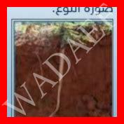 حدد أنواع الجذور من خلال الصور التي أمامك بيت العلم حدد أنواع الجذور من خلال الصور التي أمامك بيت العلم