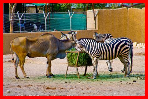 حديقة حيوان الجيزة 2025 حديقة حيوان الجيزة 2025