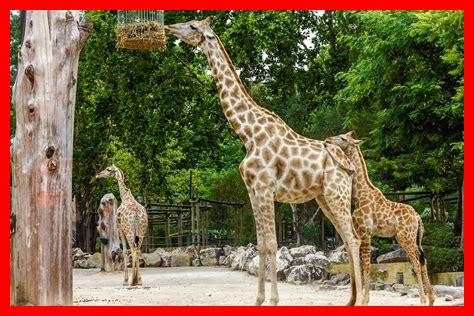 حديقة حيوان الجيزة صور حديقة حيوان الجيزة صور