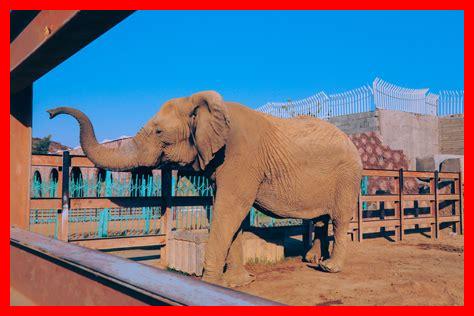 حديقة حيوان بالانجليزي حديقة حيوان بالانجليزي