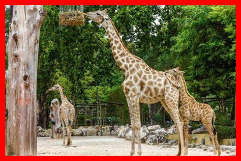 حديقة حيوان شونبرون في فيينا حديقة حيوان شونبرون في فيينا