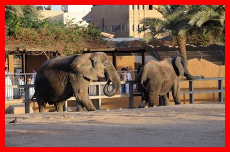 حديقة حيوان عجمان الزوراء حديقة حيوان عجمان الزوراء