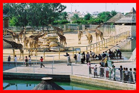 حديقة حيوان قطر حديقة حيوان قطر