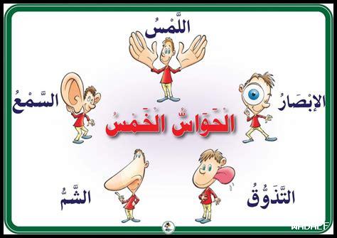 دور الحواس الخمس في الحياة اليومية