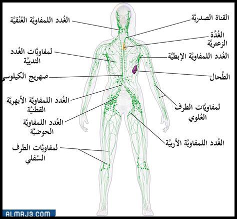 دور الطحال في الجهاز المناعي