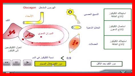 دور الكبد في الهضم دور الكبد في الهضم