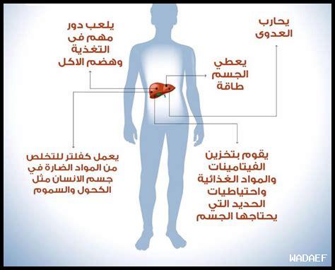 دور الكبد في الهضم دور الكبد في الهضم