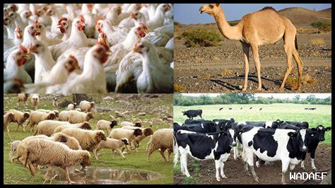 دور المملكه العربيه السعوديه في الحفاظ على الثروه الحيوانيه الطبيعيه