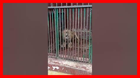 رقم حديقة حيوان الاسكندرية رقم حديقة حيوان الاسكندرية