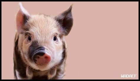 ضربني خنزير في المنام