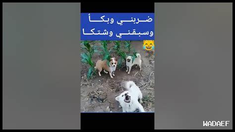ضربني وبكى سبقني واشتكى معنى