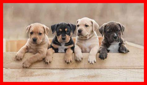 طرق بسيطة لتدريب الحيوانات الأليفة الصغيرة طرق بسيطة لتدريب الحيوانات الأليفة الصغيرة