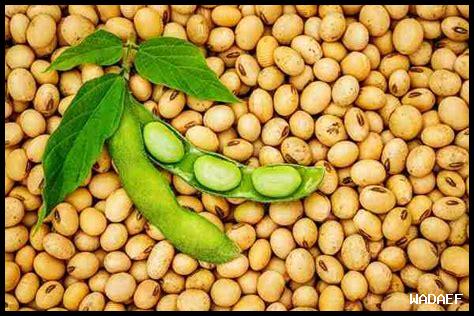 كيف أستخدم نافيور لزيادة وعينا بالعلامة