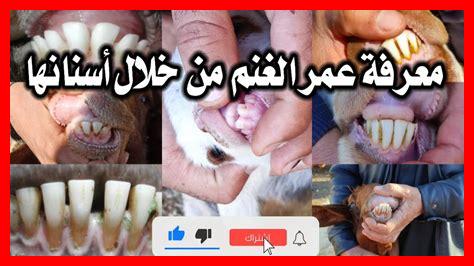 كيف أستطيع معرفة وتقييم الأفلام على أمازون برايم؟ كيف أستطيع معرفة وتقييم الأفلام على أمازون برايم؟