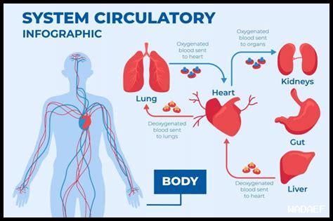 كيفية تحسين الدورة الدموية