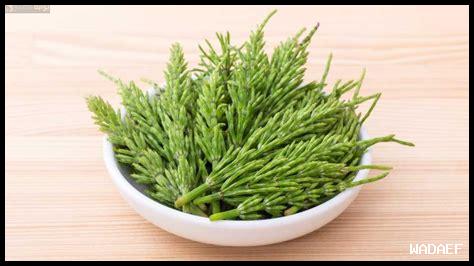 كيفية علاج تساقط الشعر باستخدام مكونات منزلية